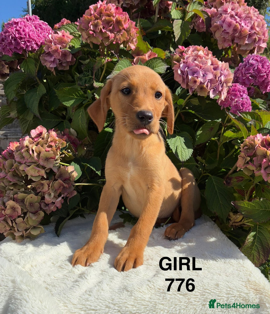 Labrador Retriever dogs for sale: Kc registered Labrador Retrievers - Image 15