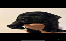 Labrador Retriever dogs for sale: black kc reg chunky pup  - Image 1