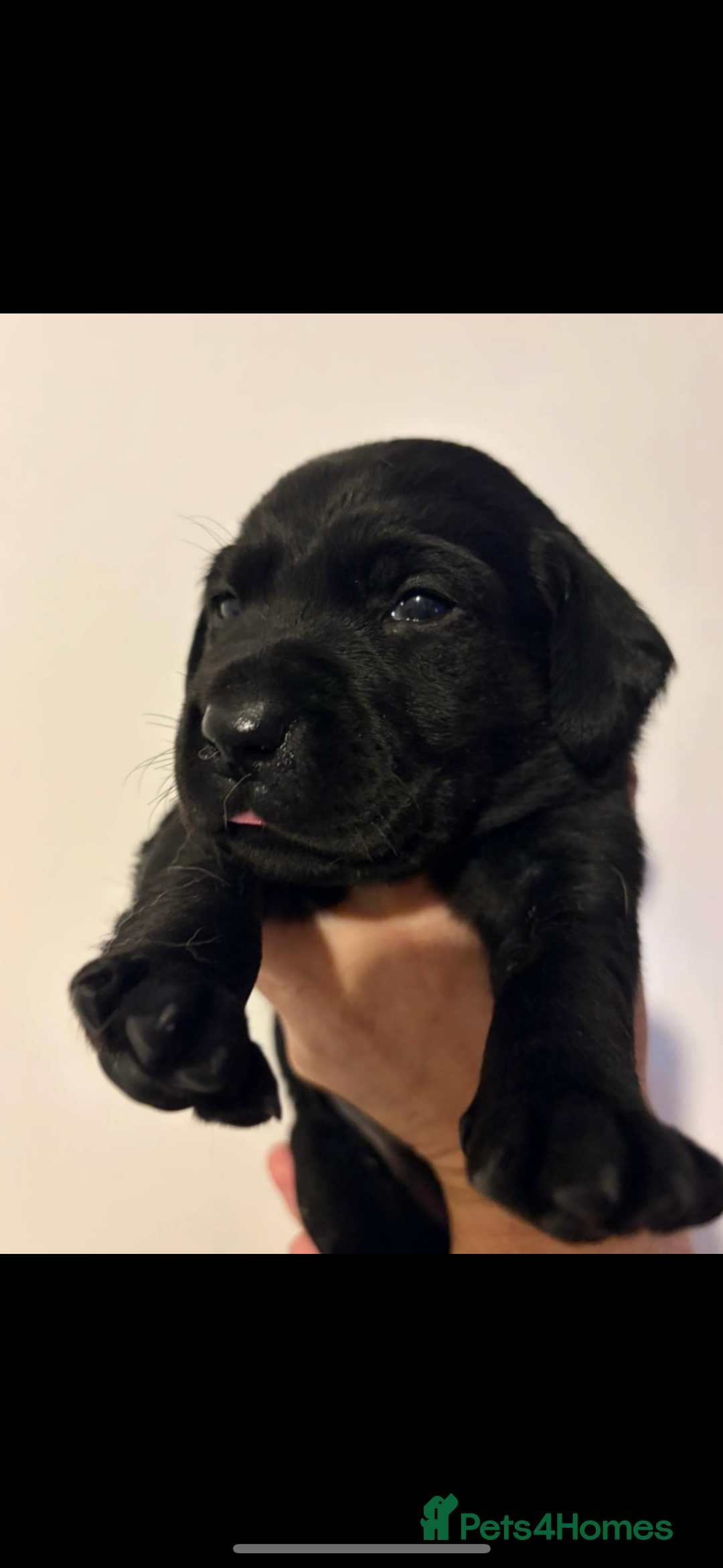 Labrador Retriever dogs for sale: black kc reg chunky pup  - Image 1