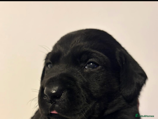 Labrador Retriever dogs - Advert 1