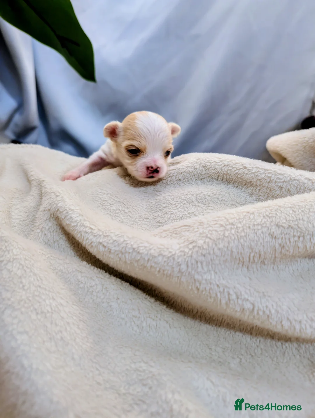 Chihuahua dogs for sale:  3 ABSOLUTELY GORGEOUS CHIHUAHUA PUPPIES FOR SALE - Advert 2