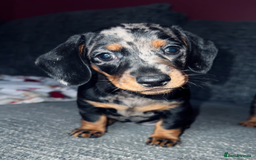 Miniature Dachshund dogs for sale: Miniature Dachshund Puppies Ready for new Homes - Image 3