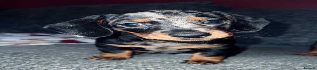 Miniature Dachshund Puppy 1