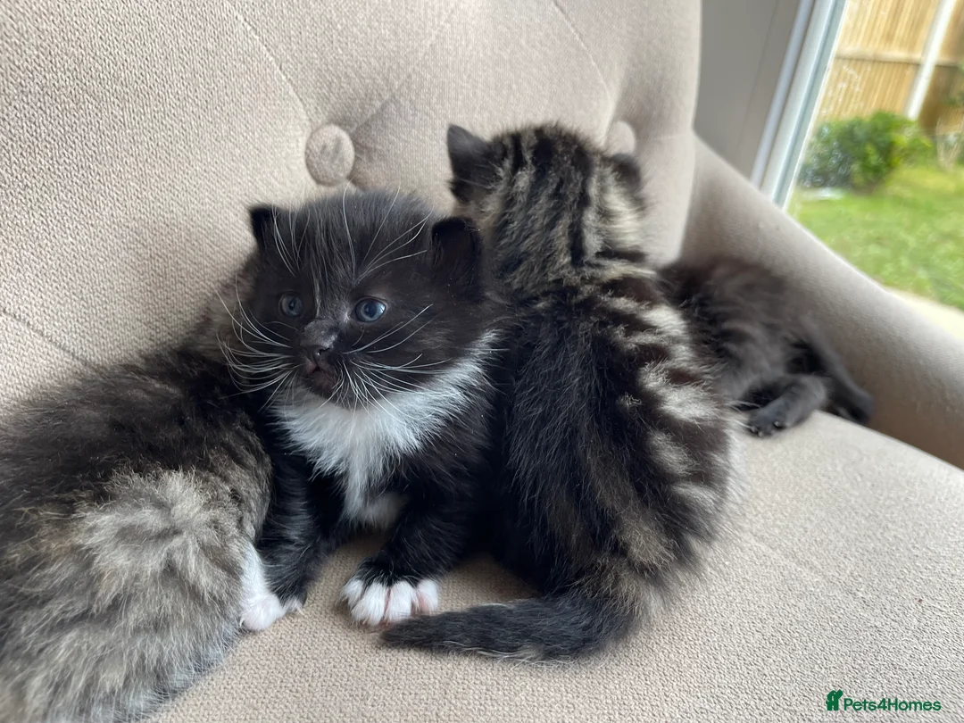 Mixed Breed cats for sale: Adorable Kittens for Sale! in Isleworth - Advert 2