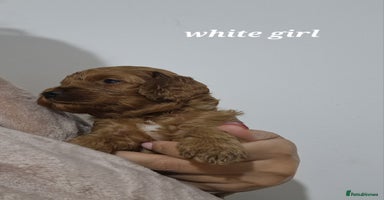 Cockapoo dogs Beautiful F1 Cockapoo puppies - Advert 7