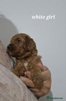 Cockapoo dogs Beautiful F1 Cockapoo puppies - Advert 2