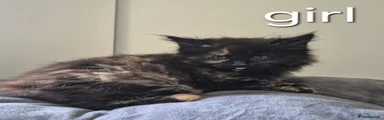 Maine Coon 6