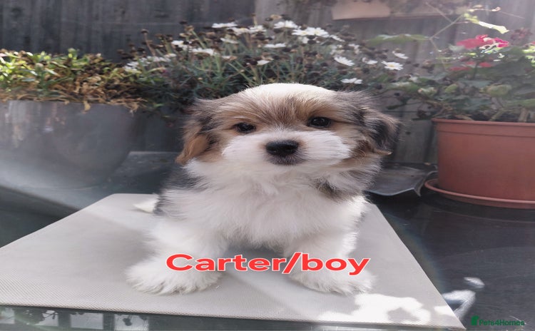 Biewer Terrier dogs - Advert 1