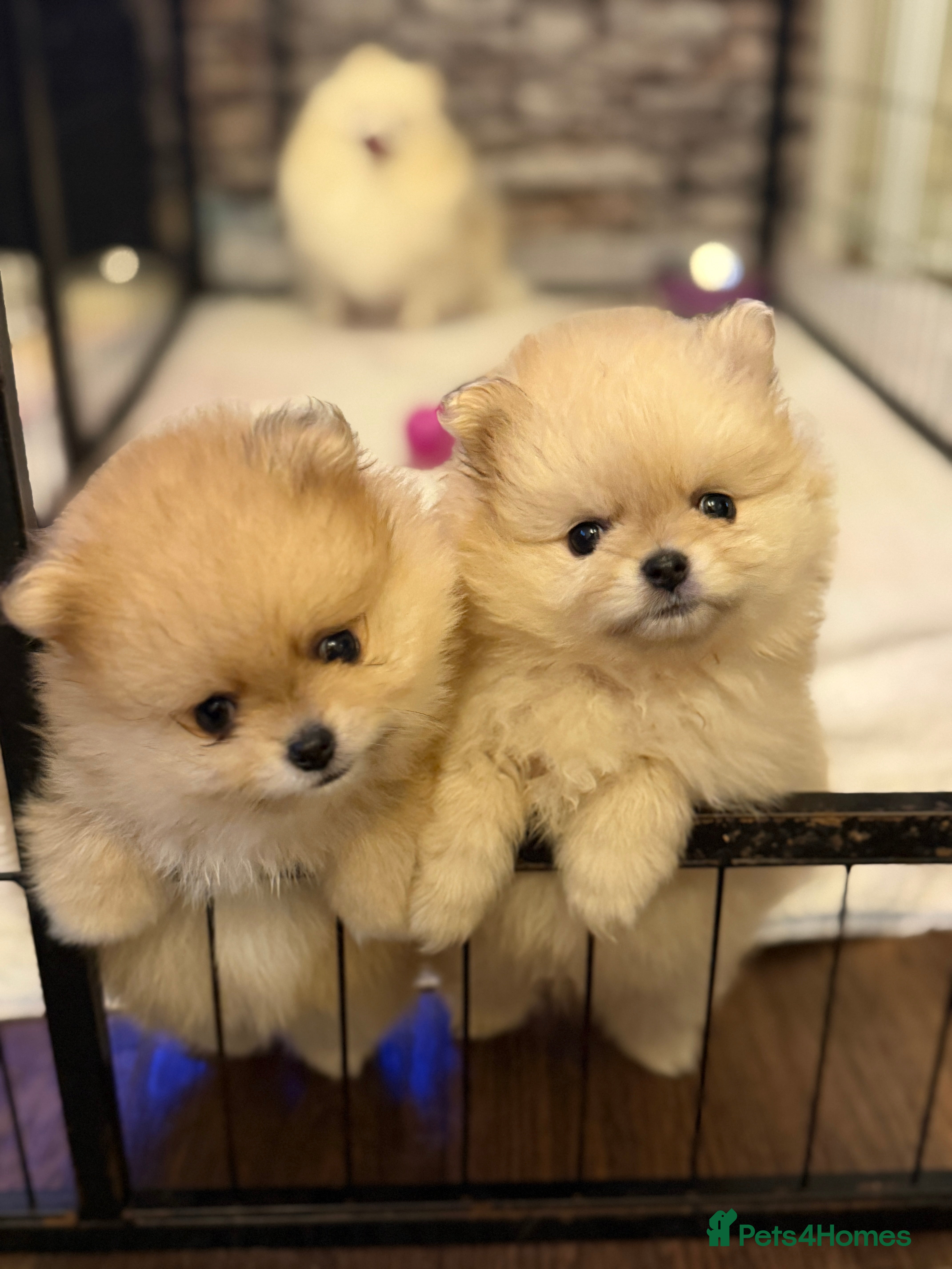Pomeranian dogs Beautiful Pomeranian Puppies – Ready Now - Advert 13
