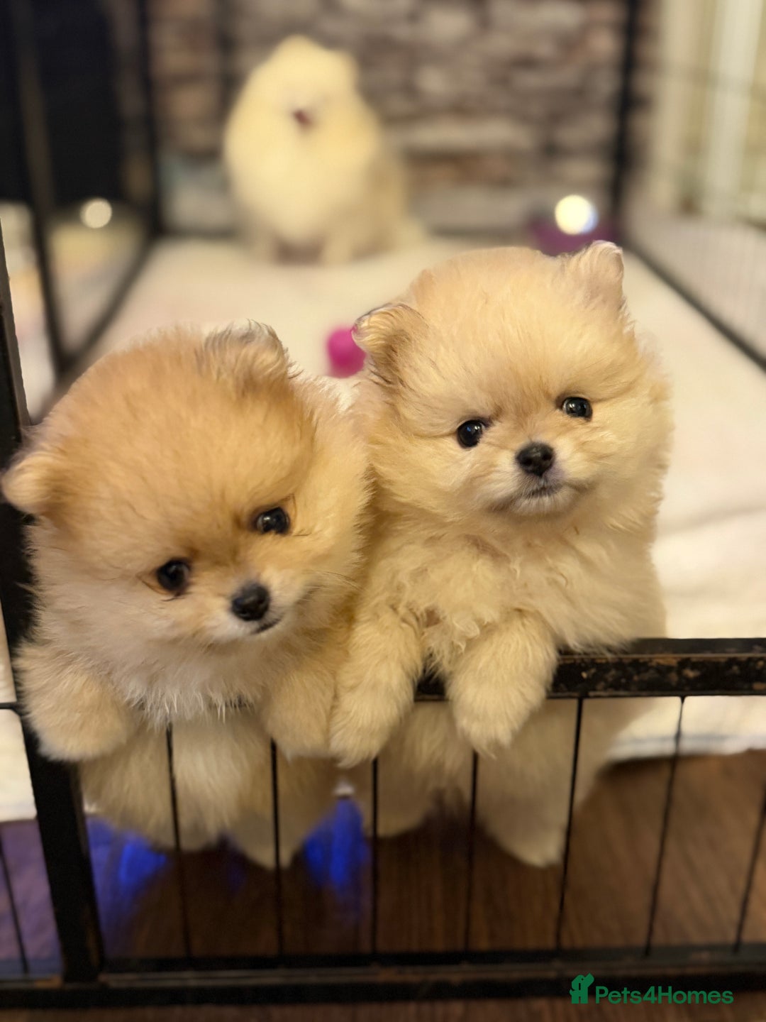 Pomeranian dogs for sale: Beautiful Pomeranian Puppies – Ready Now - Advert 10