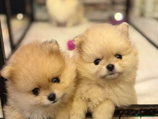 Pomeranian dogs Beautiful Pomeranian Puppies – Ready Now - Advert 2
