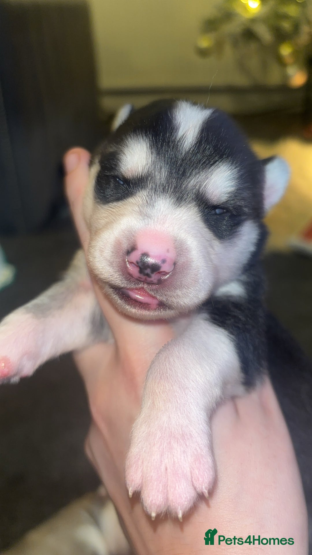 Siberian Husky dogs for sale: 6 Beautiful Siberian Husky’s ❤️ - Advert 19
