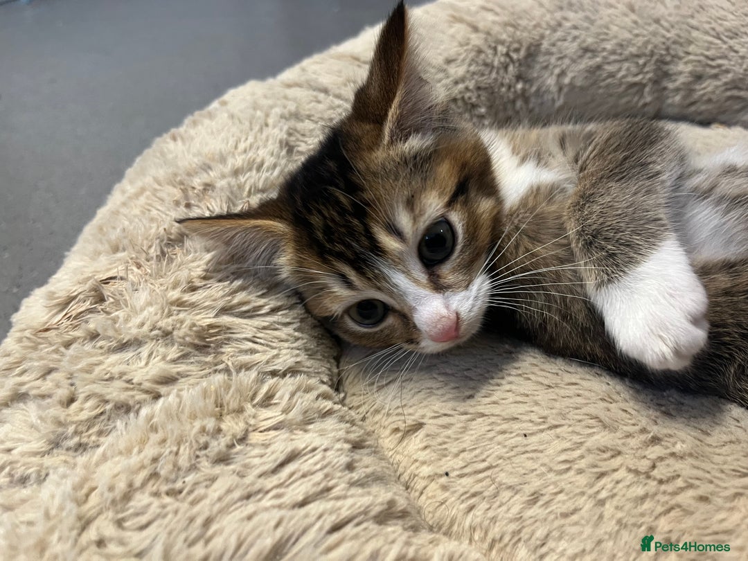 Mixed Breed cats for sale: 🐾 5 Stunning Boy & Girl Kittens  - Advert 19