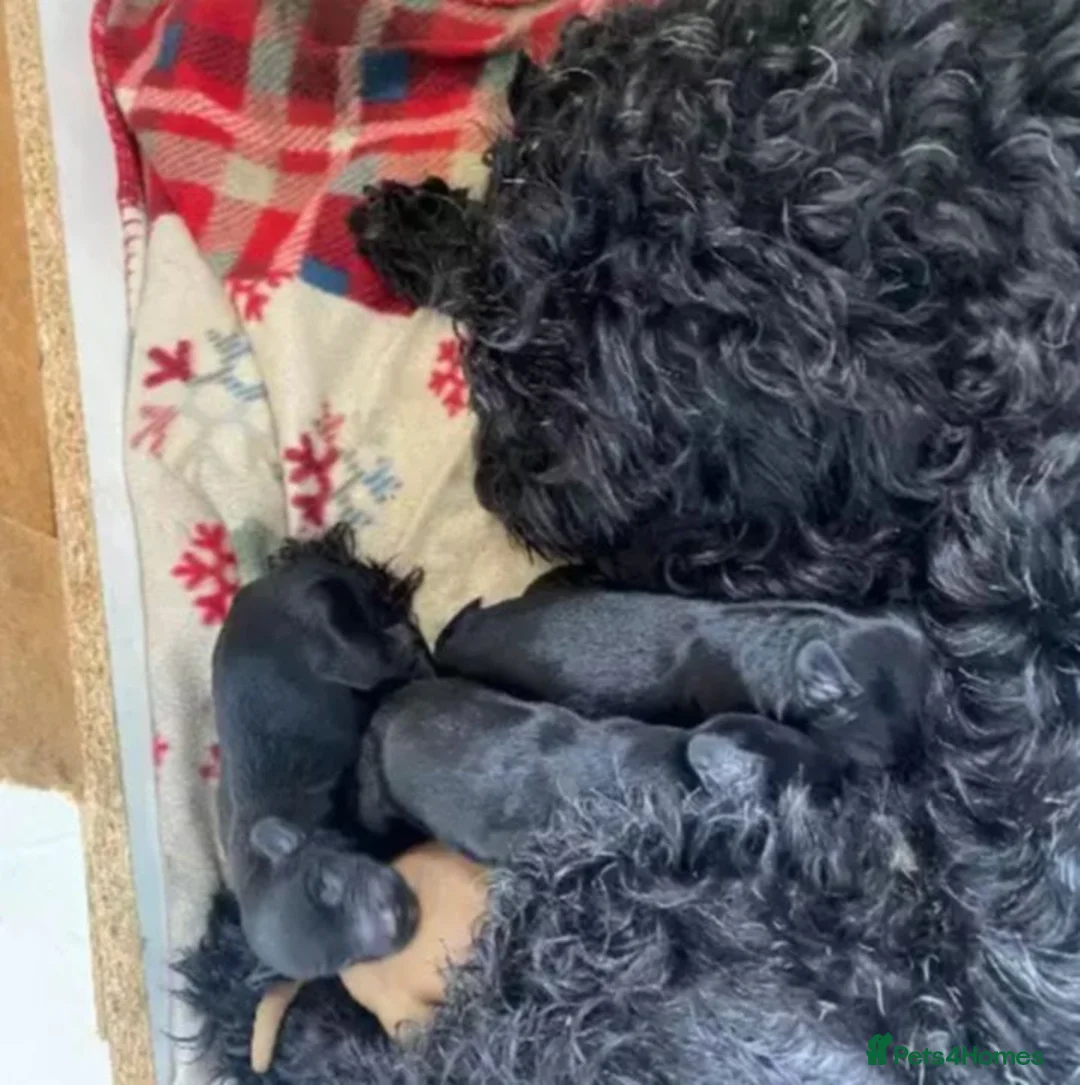 Cockapoo dogs for sale: Miniature cockapoos  - Advert 1