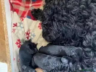 Cockapoo dogs Miniature cockapoos - Advert 6