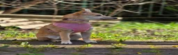 Mixed Breed dogs for adoption: ❤️🐶 BAMBI – SOFT NATURE, BEAUTIFUL BALANCE in Burton-on-Trent - Advert 13