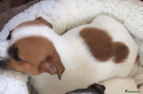 Mixed Breed dogs Beautiful jack Russell puppies - Advert 14