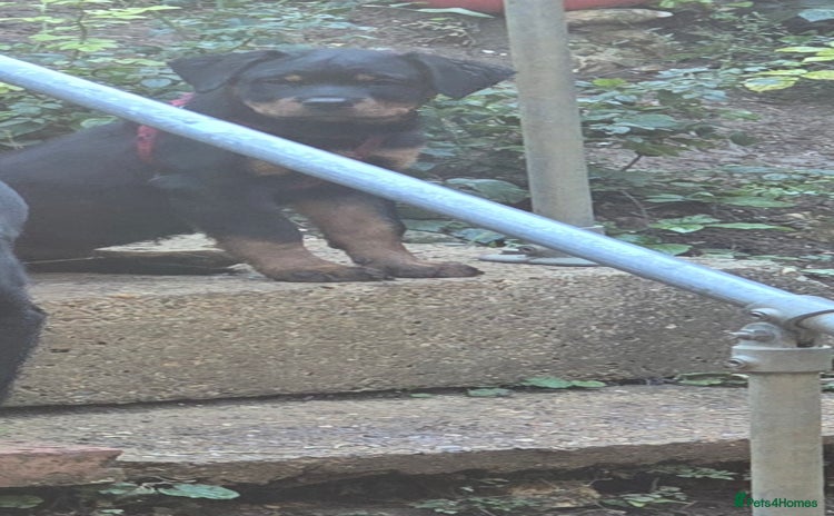 Rottweiler dogs - Advert 1
