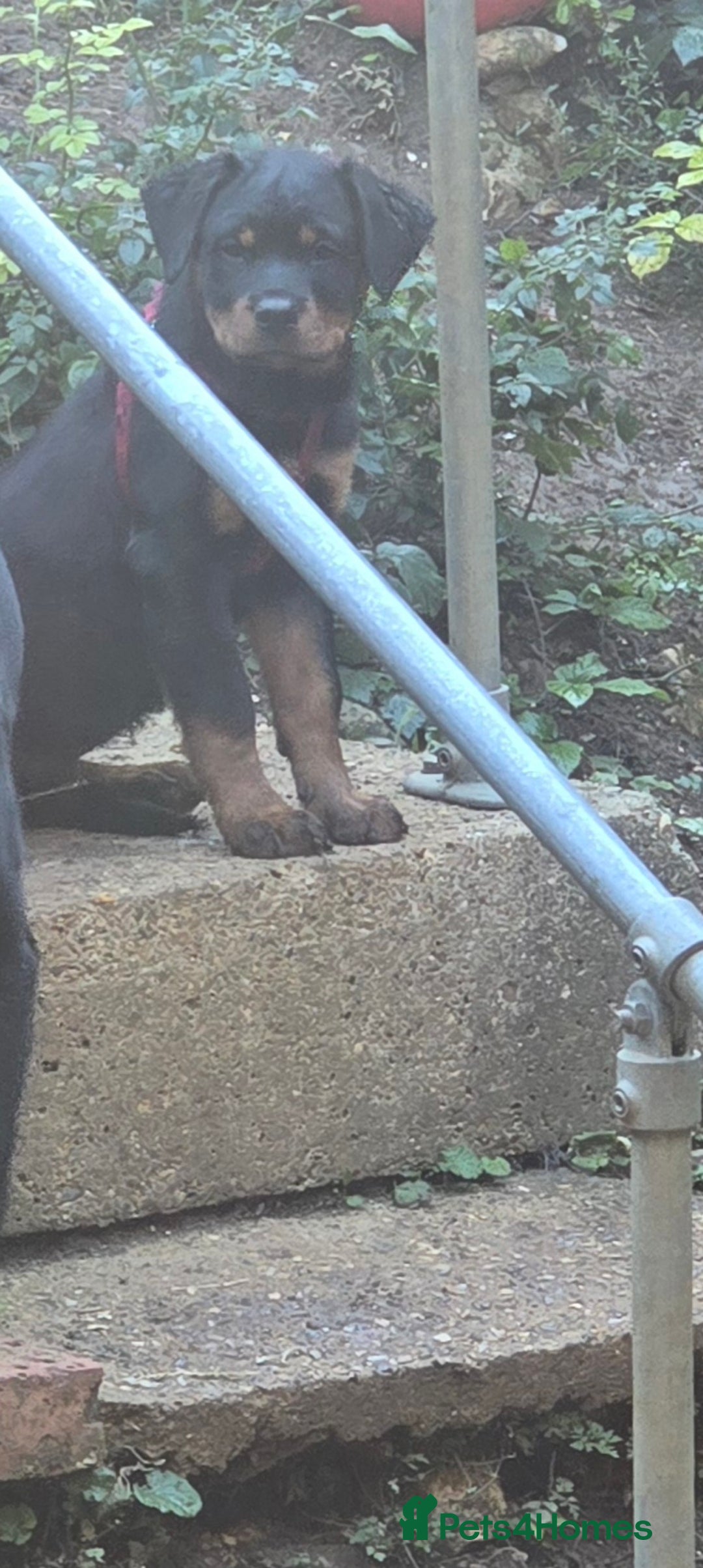 Rottweiler dogs for sale: Beautiful rottweiler for sale  - Image 1