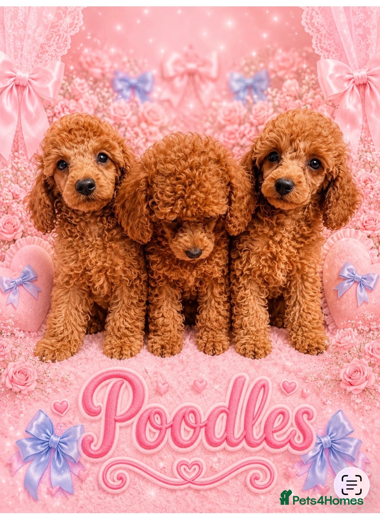 Miniature Poodle dogs Kc mini poodle fully health genetic  - Advert 2
