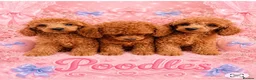 Miniature Poodle dogs for sale: Kc mini poodle fully health genetic  - Advert 6