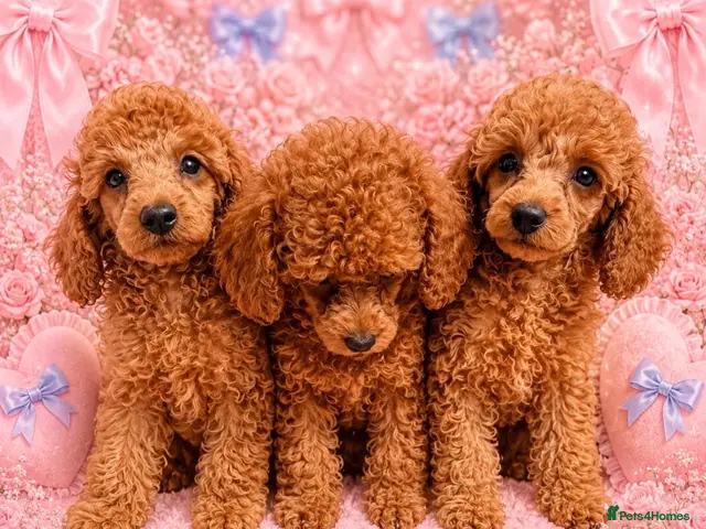 Miniature Poodle dogs Kc mini poodle fully health genetic - Advert 2