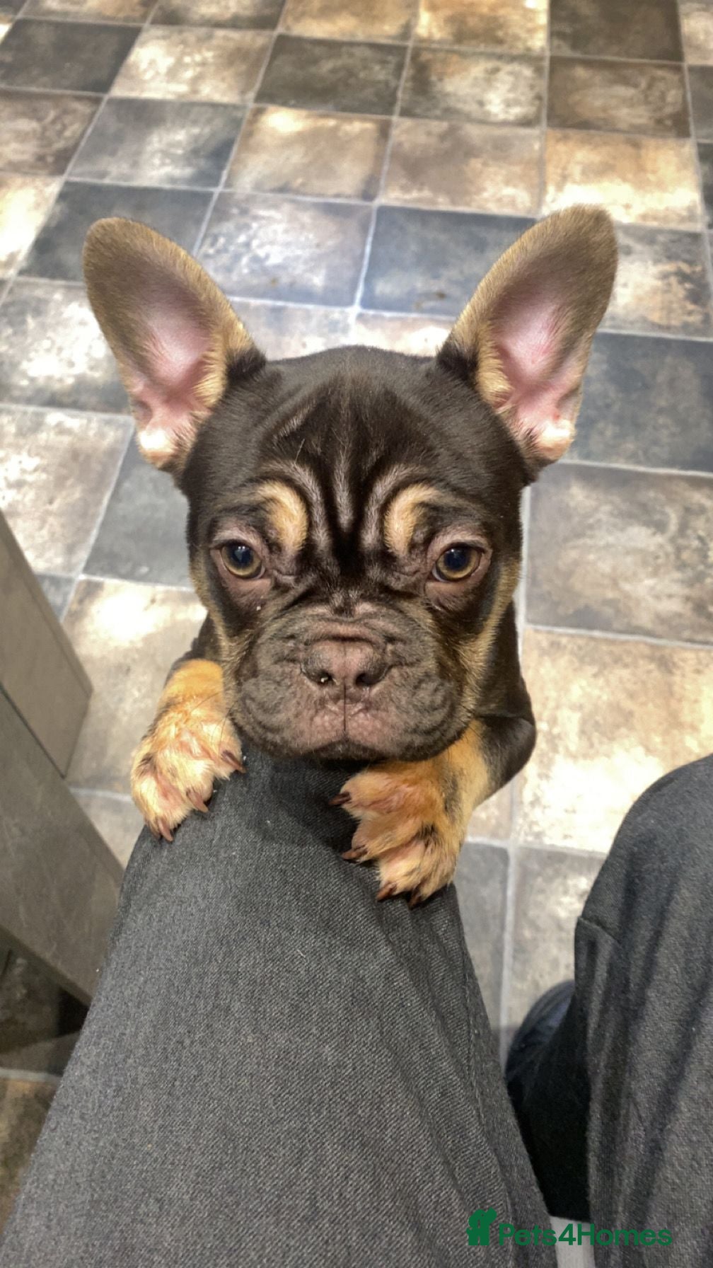 French Bulldog dogs **REDUCED** Beautiful Chunky Chocolate Tan Boy - Advert 22