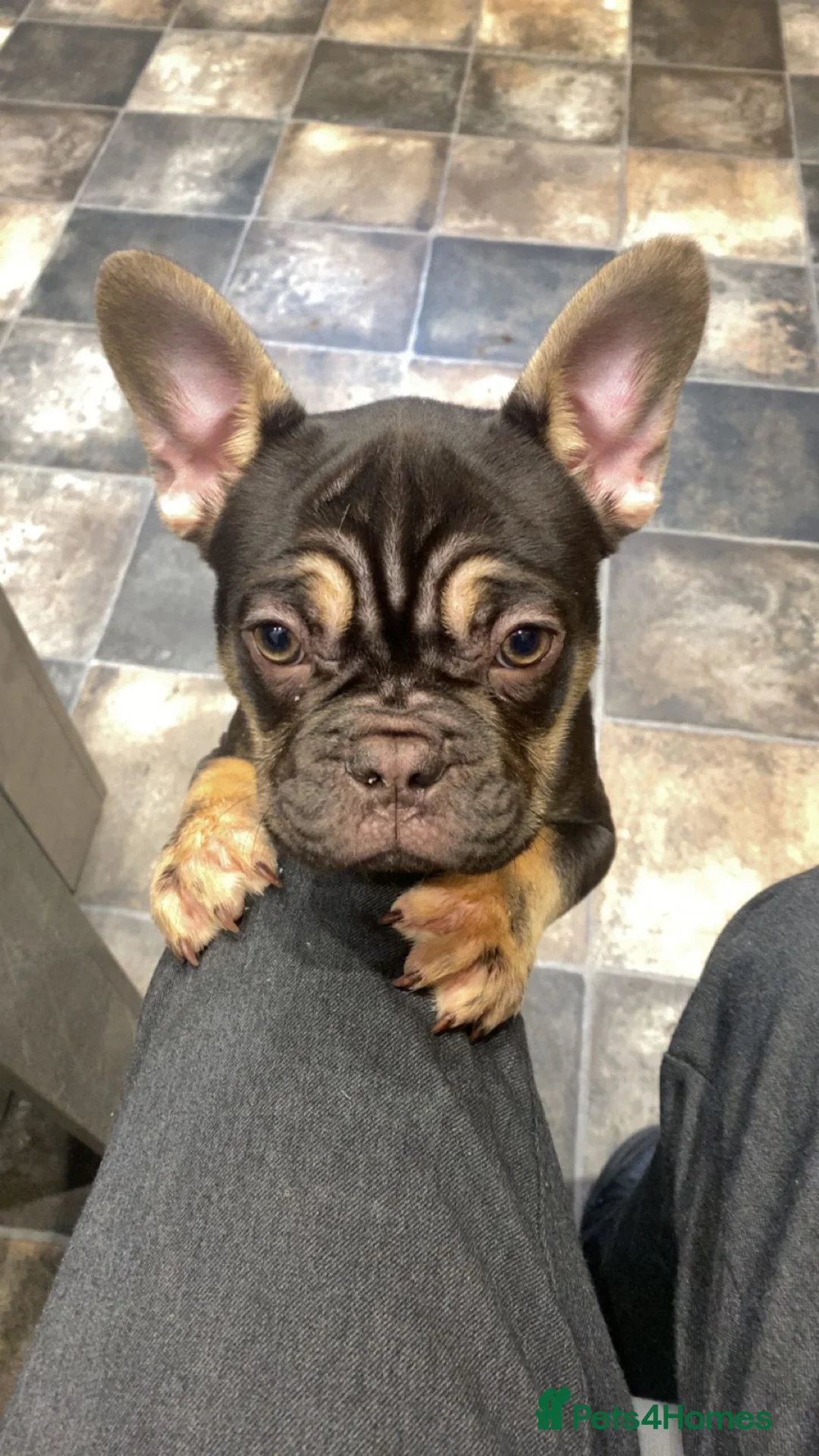 French Bulldog dogs for sale: **REDUCED** Beautiful Chunky Chocolate Tan Boy - Advert 1