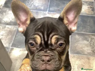 French Bulldog dogs **REDUCED** Beautiful Chunky Chocolate Tan Boy - Advert 22