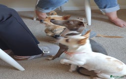 Italian Greyhound dogs for stud: Stud wanted  - Advert 2