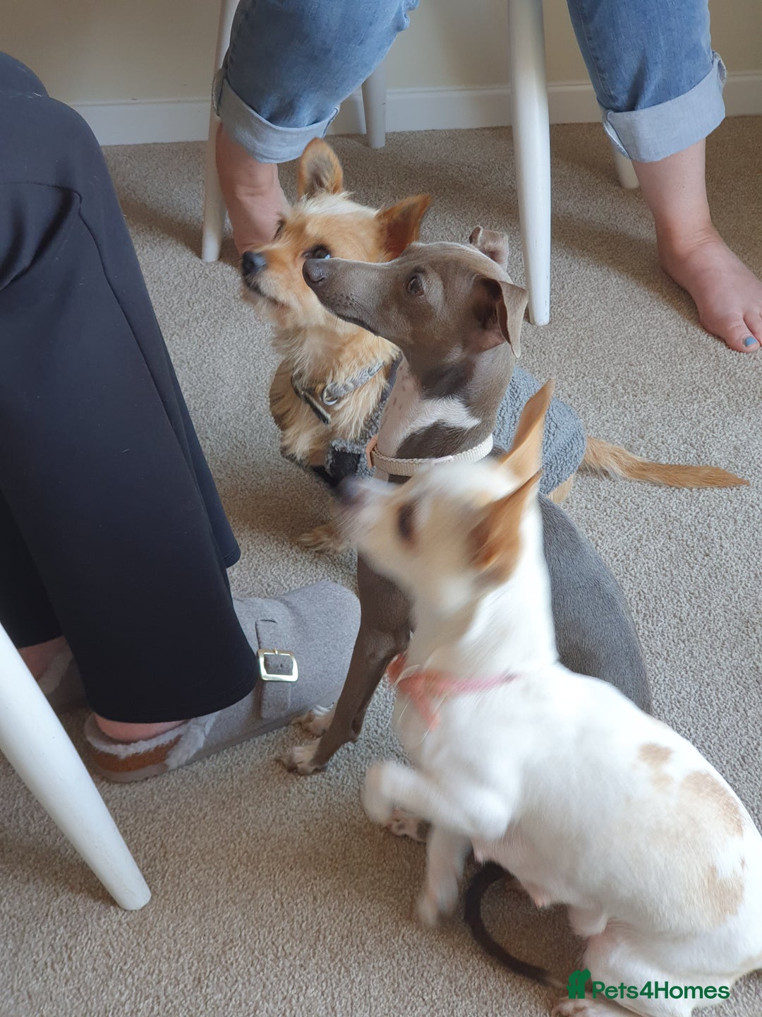 Italian Greyhound dogs for stud: Stud wanted  - Advert 2