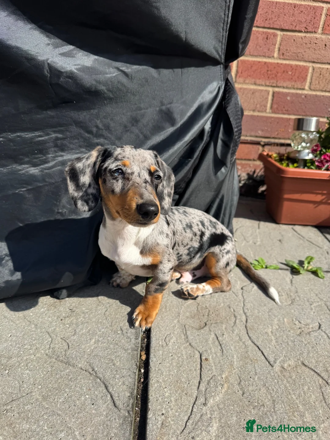 Dachshund dogs for stud: miniature dachshund for stud  in Mansfield - Advert 1