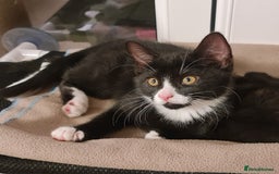 Domestic Shorthair cats for sale: Why nobody wants us? 😞😿 - Image 10