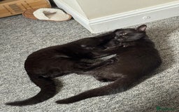 British Shorthair cats for sale: Cimba & Tom Both male  - Image 7