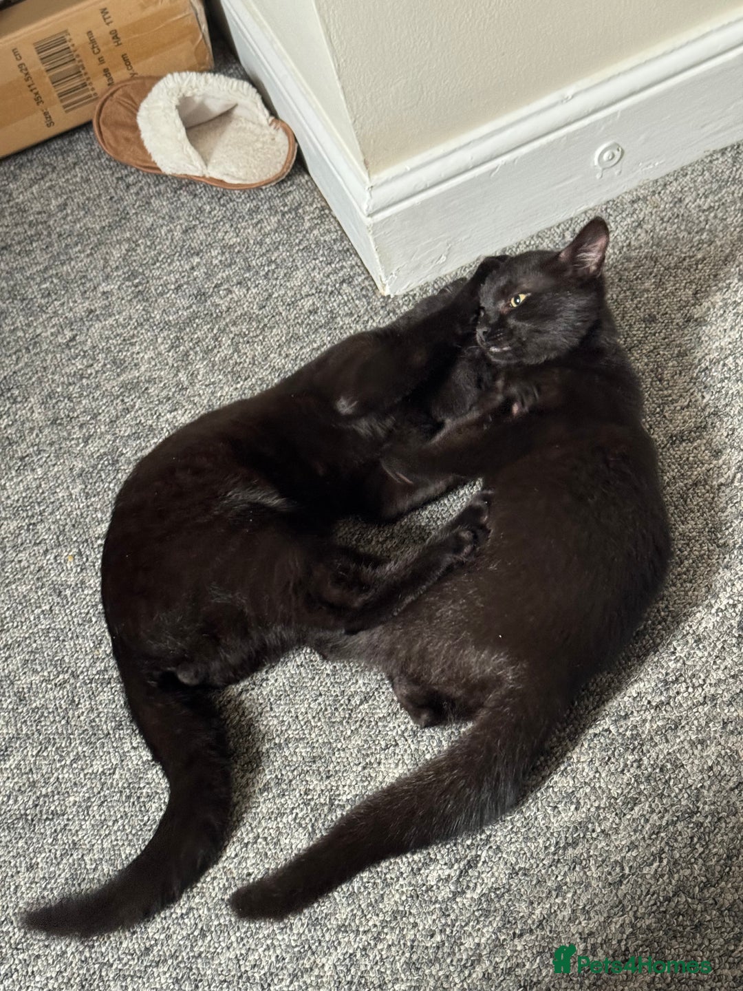 British Shorthair cats for sale: Cimba & Tom Both male  - Image 7