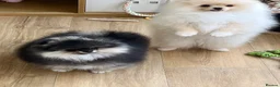 Pomeranian dogs for sale: Pom Puppies from Five Star breeder  - Advert 22