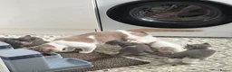 British Shorthair cats for sale: British Shorthair Bi-Colour Kitten Blue & White - Advert 16
