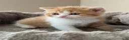 British Shorthair cats for sale: Pedigree British Shorthair - Show Champion Lines - Advert 26