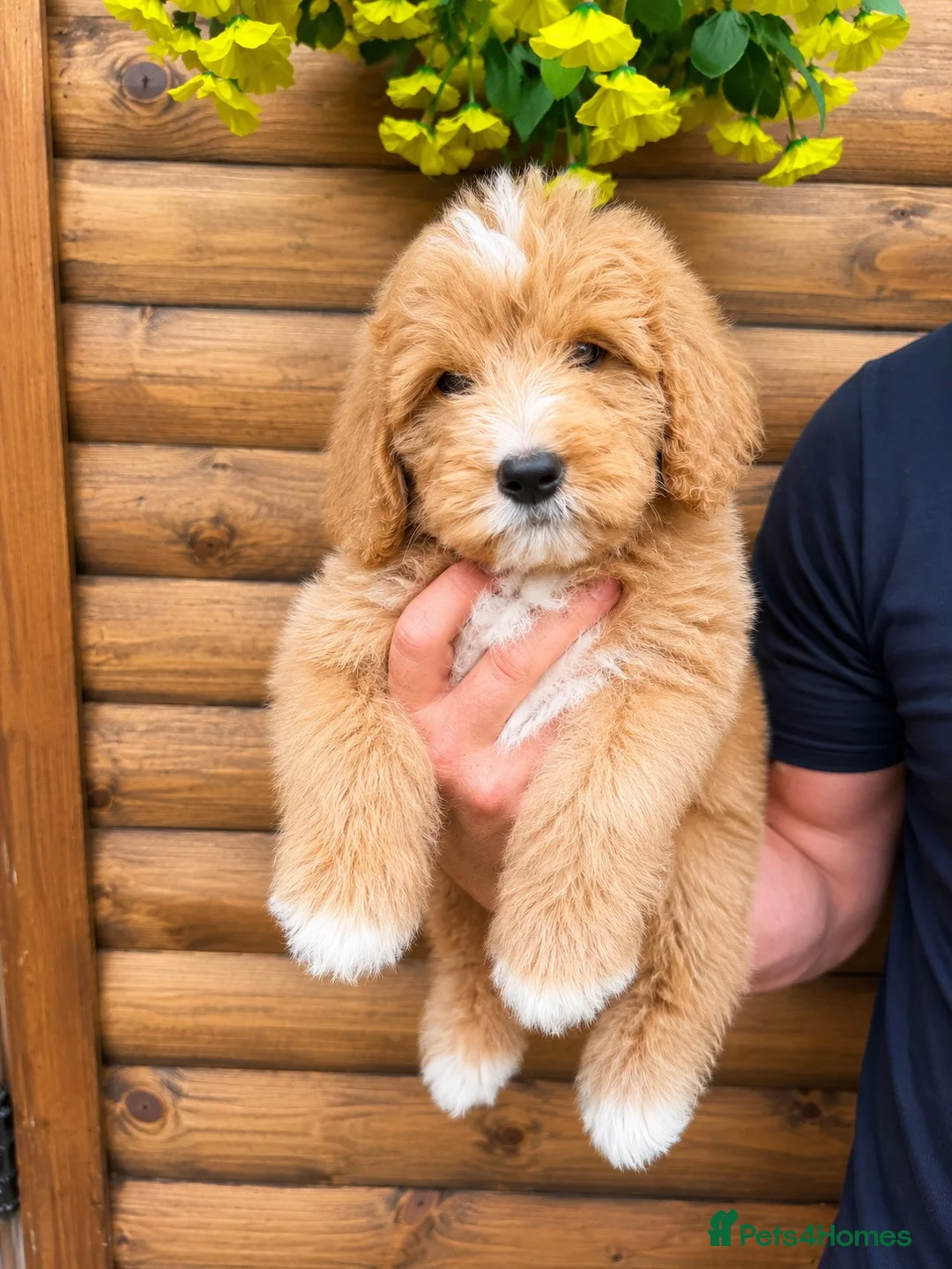 Bernedoodle dogs for sale: Multigen Bernedoodle Ready Now in Chelmsford - Advert 1