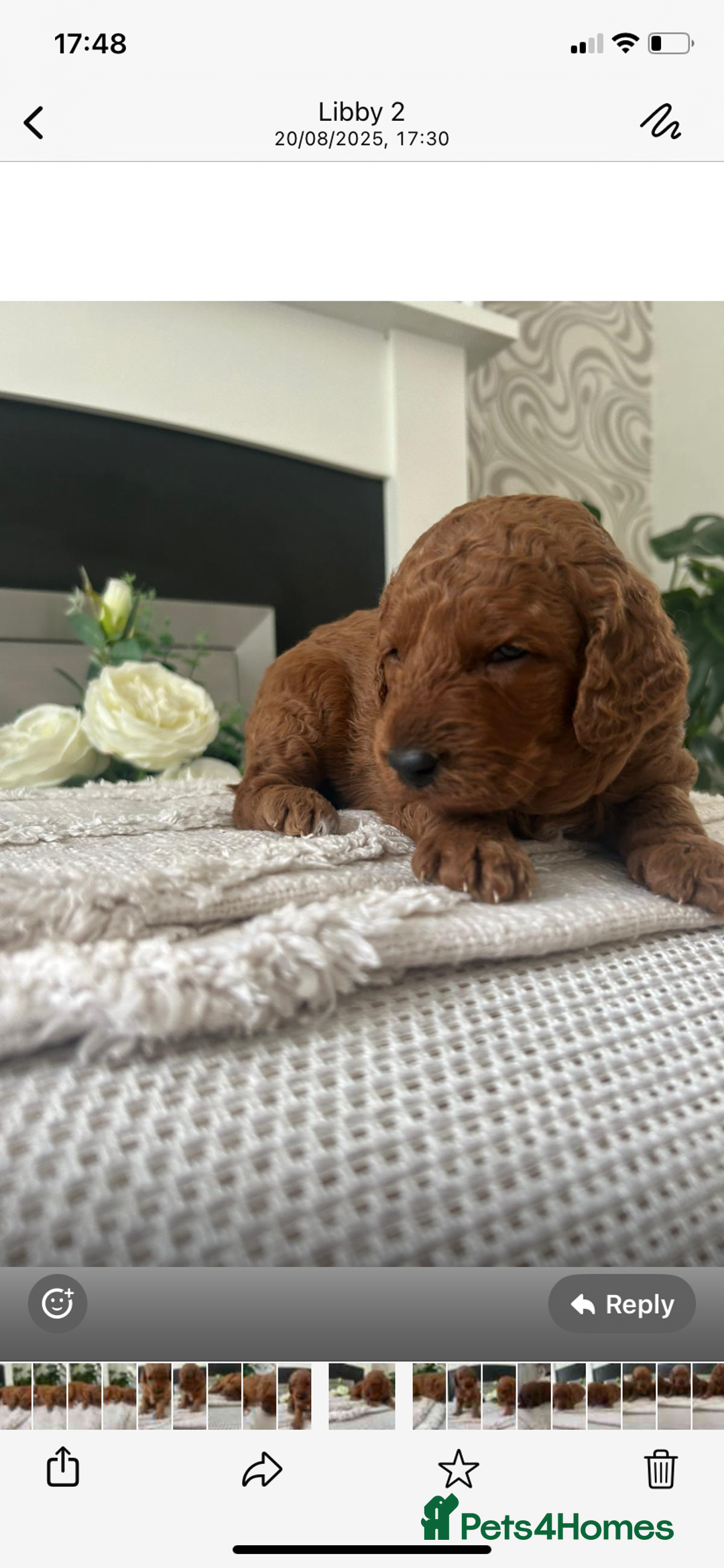 Labradoodle dogs for sale: Stunning red miniature labradoodle puppies - Image 4