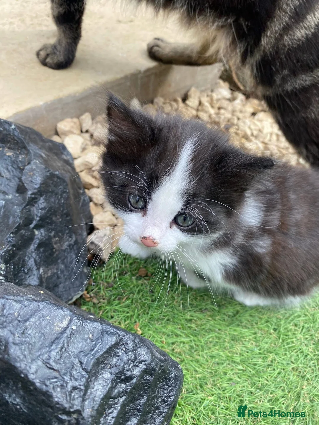 Mixed Breed cats for sale: 2 kittens ready 15/05 in Peterborough - Advert 2