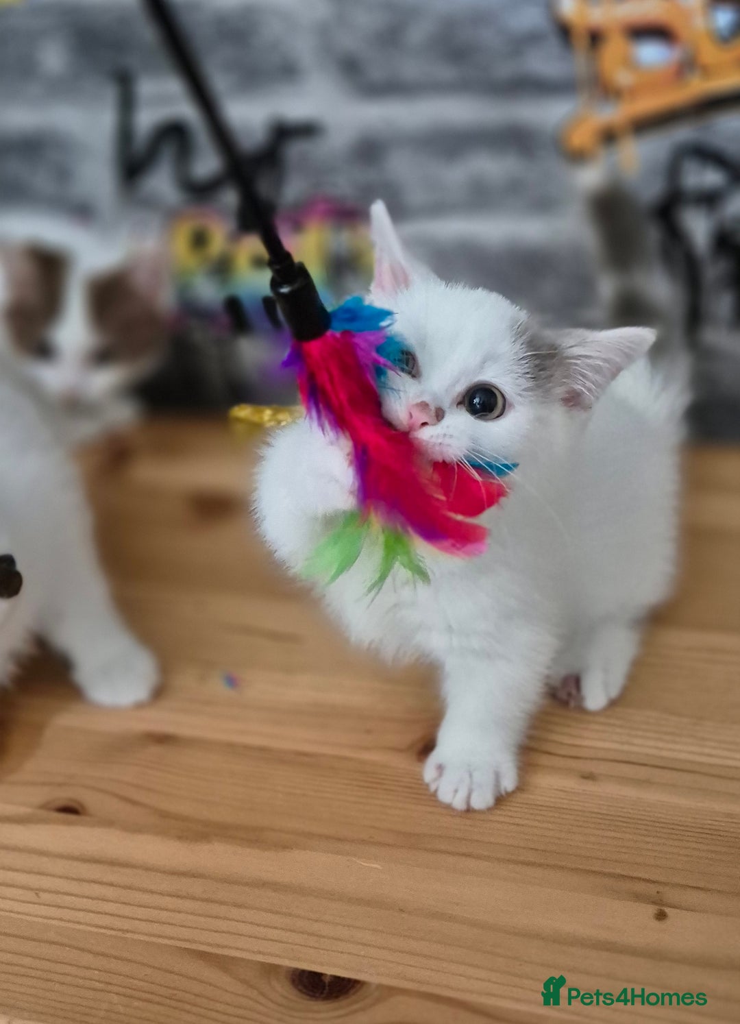 Munchkin cats for sale: Munchkin kittens ready for reservations or collect - Image 6