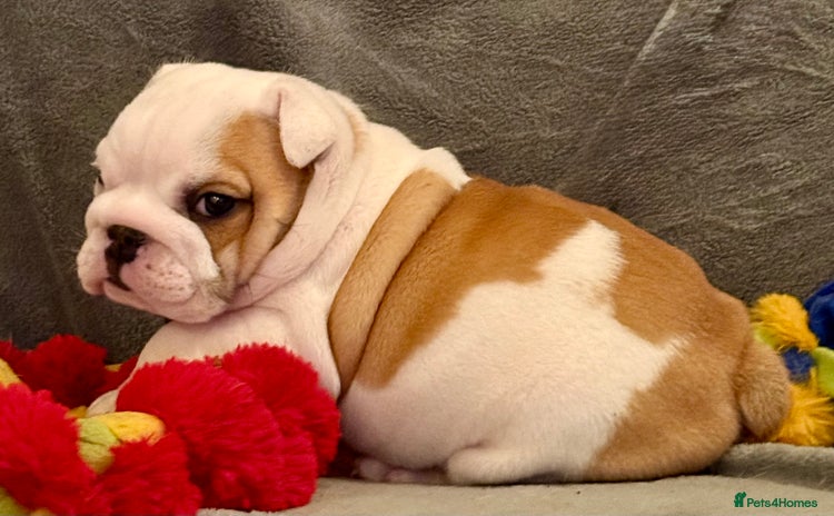 English Bulldog dogs - Advert 7