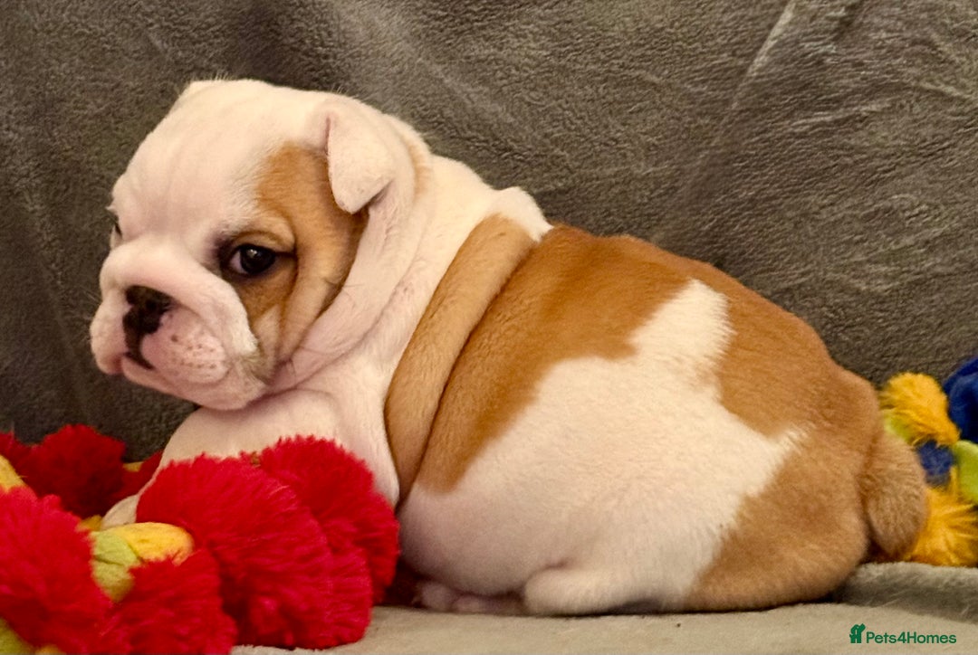 Bulldog Champion Dog Breed English Bulldog Price In Mumbai Saee Kennel