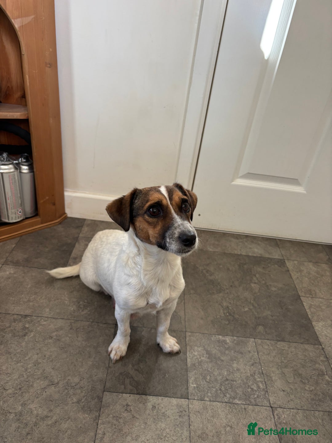 Jack Russell dogs for sale: Jack Russell puppies - Image 8