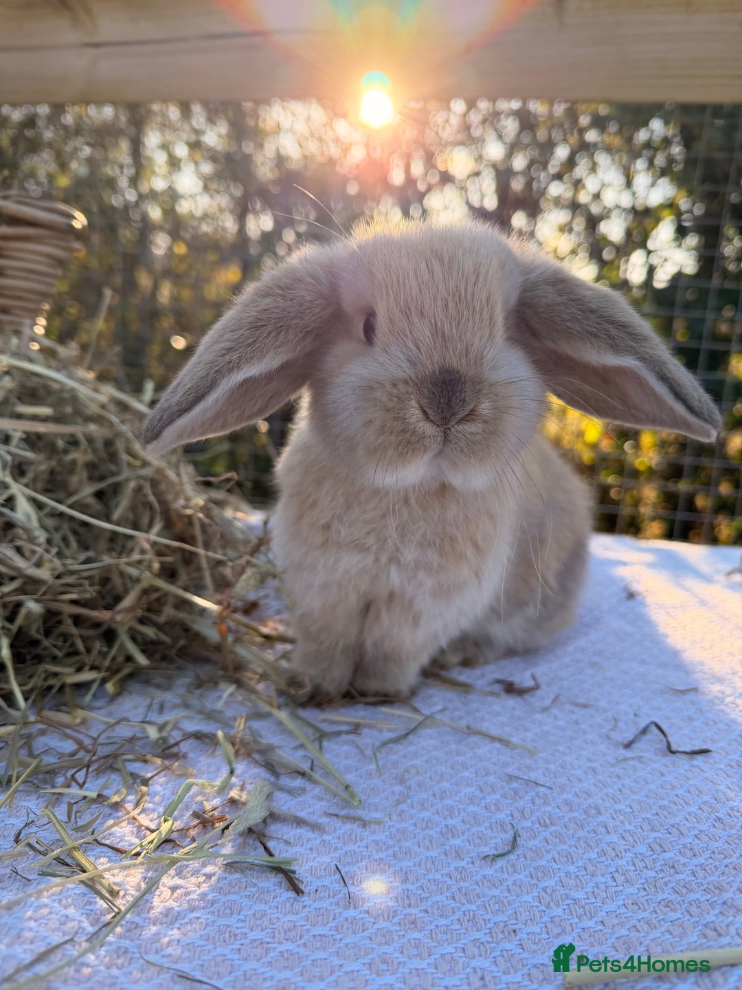 Mini Lop rabbits for sale: Mini Lop bunnies  - Advert 19
