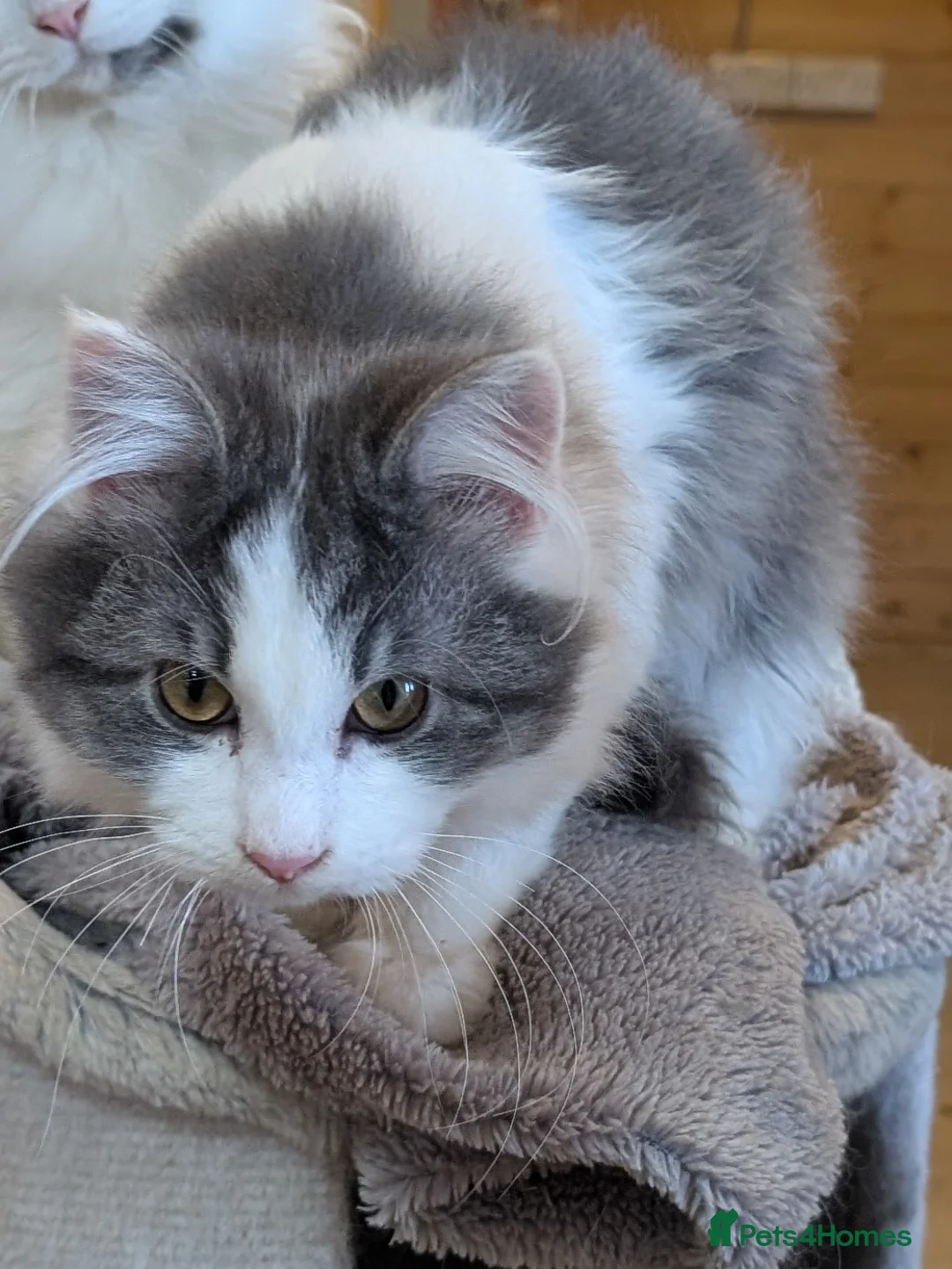 Maine Coon cats for sale: Maine Coon pedigree kittens  - Advert 2