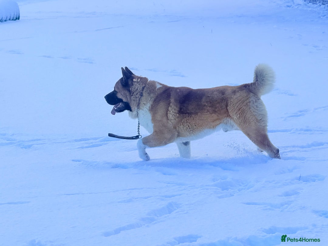 Akita dogs for stud: American Akita Stud  - Advert 2