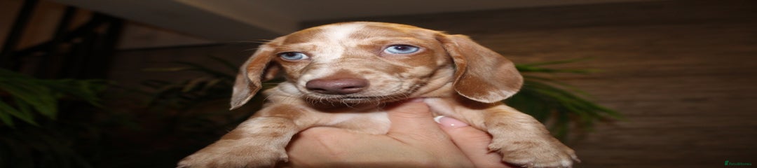 Miniature Dachshund Puppy 1