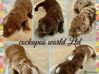 Cockapoo dogs ❤️ DNA CLEAR, Rare Merle Cockapoo - Advert 15